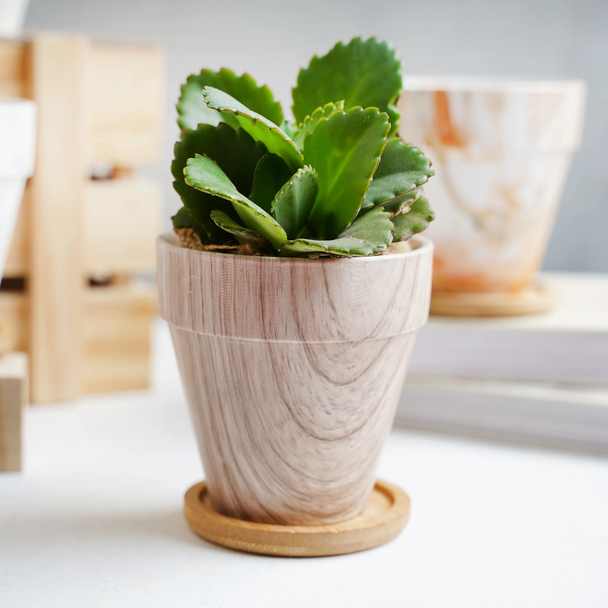 Ceramic Planter - Image 12