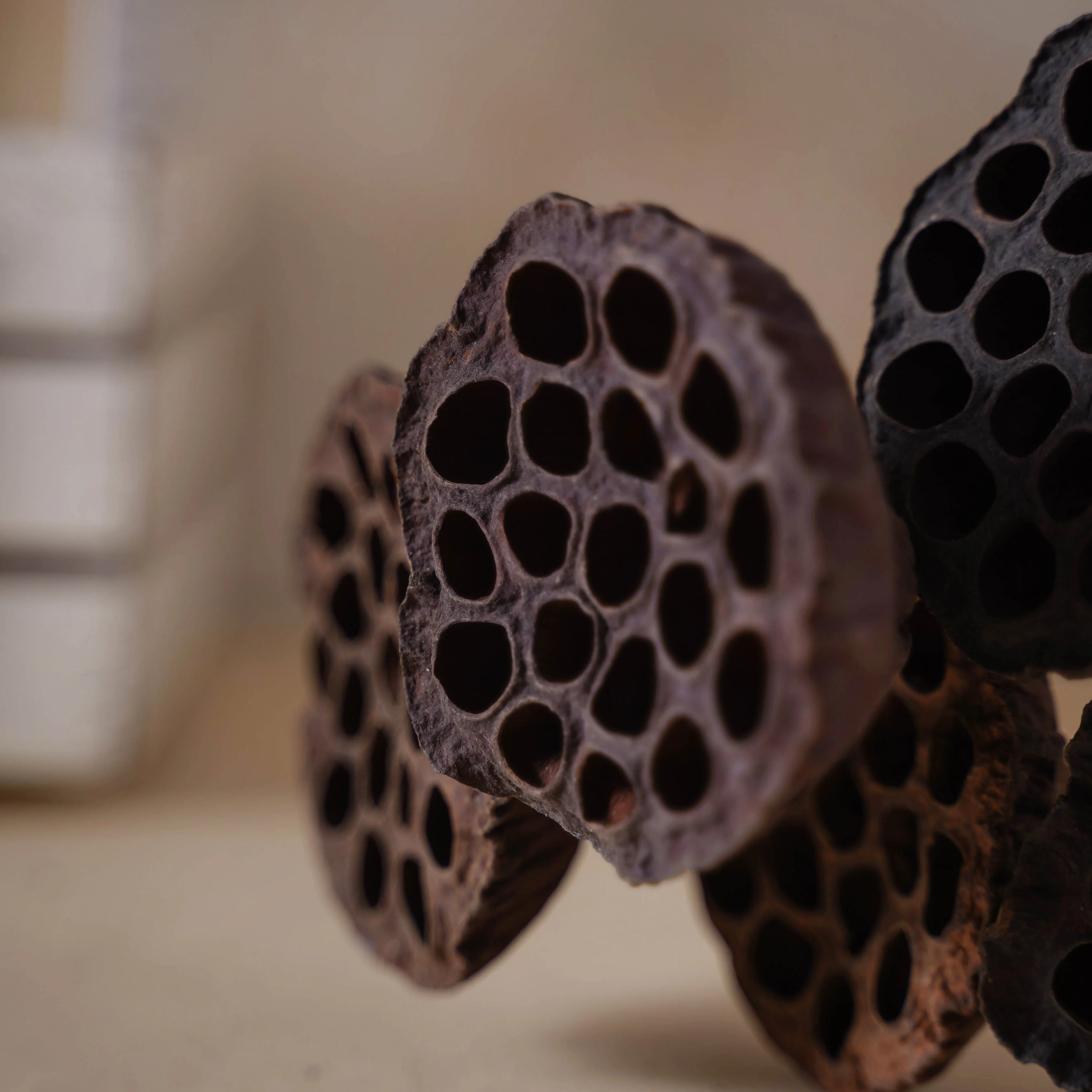 Lotus Seed Pod - Image 4