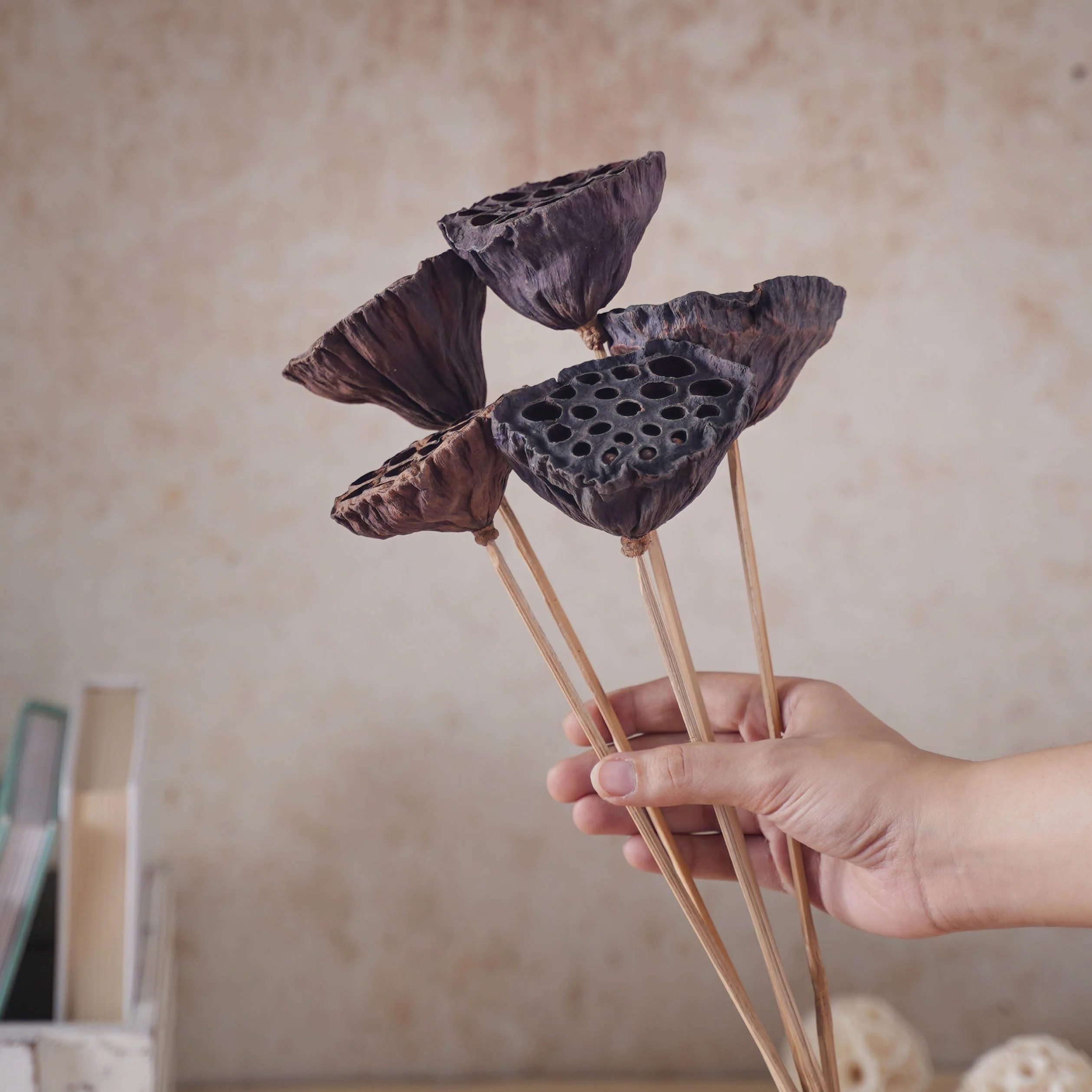 Lotus Seed Pod - Image 5
