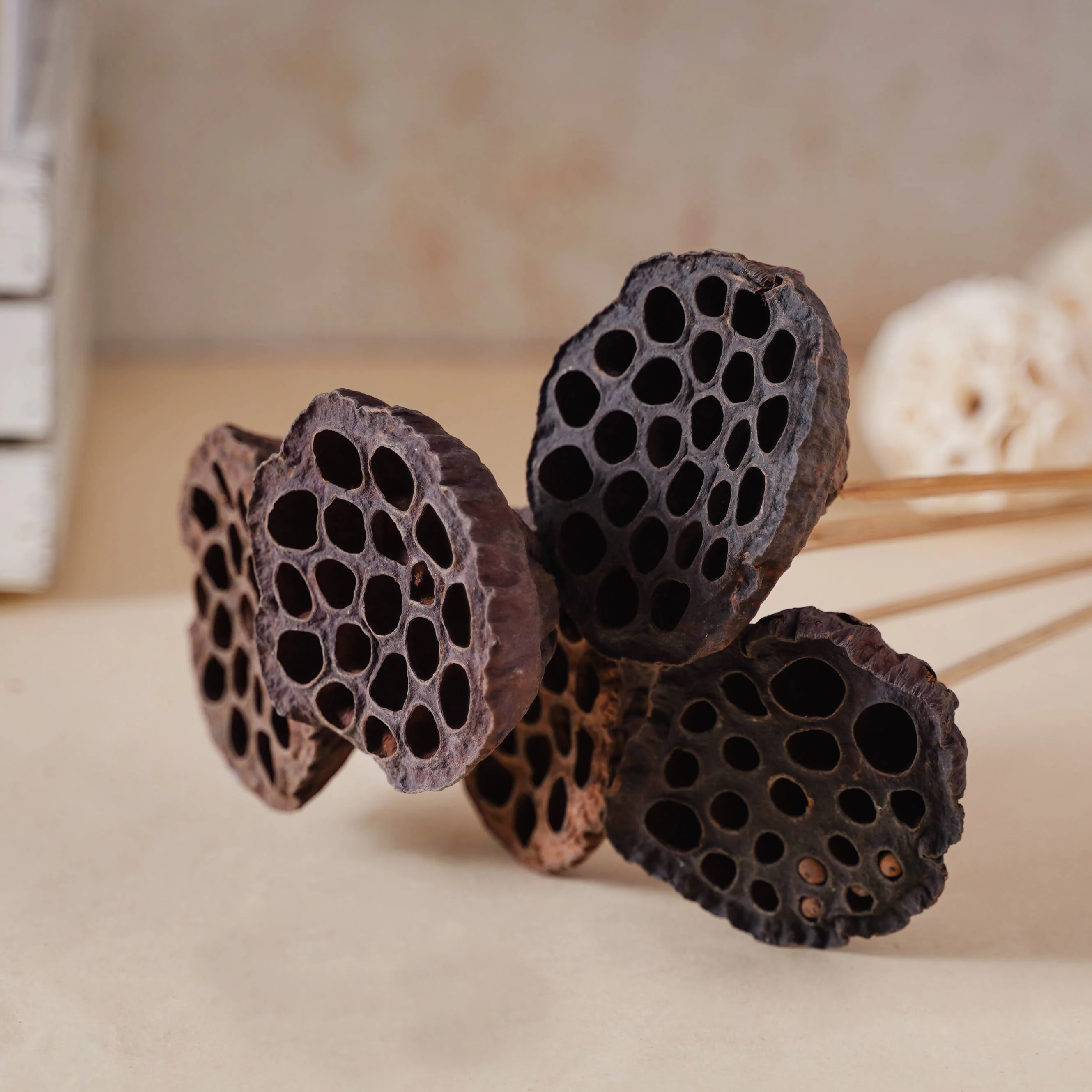 Lotus Seed Pod - Image 7