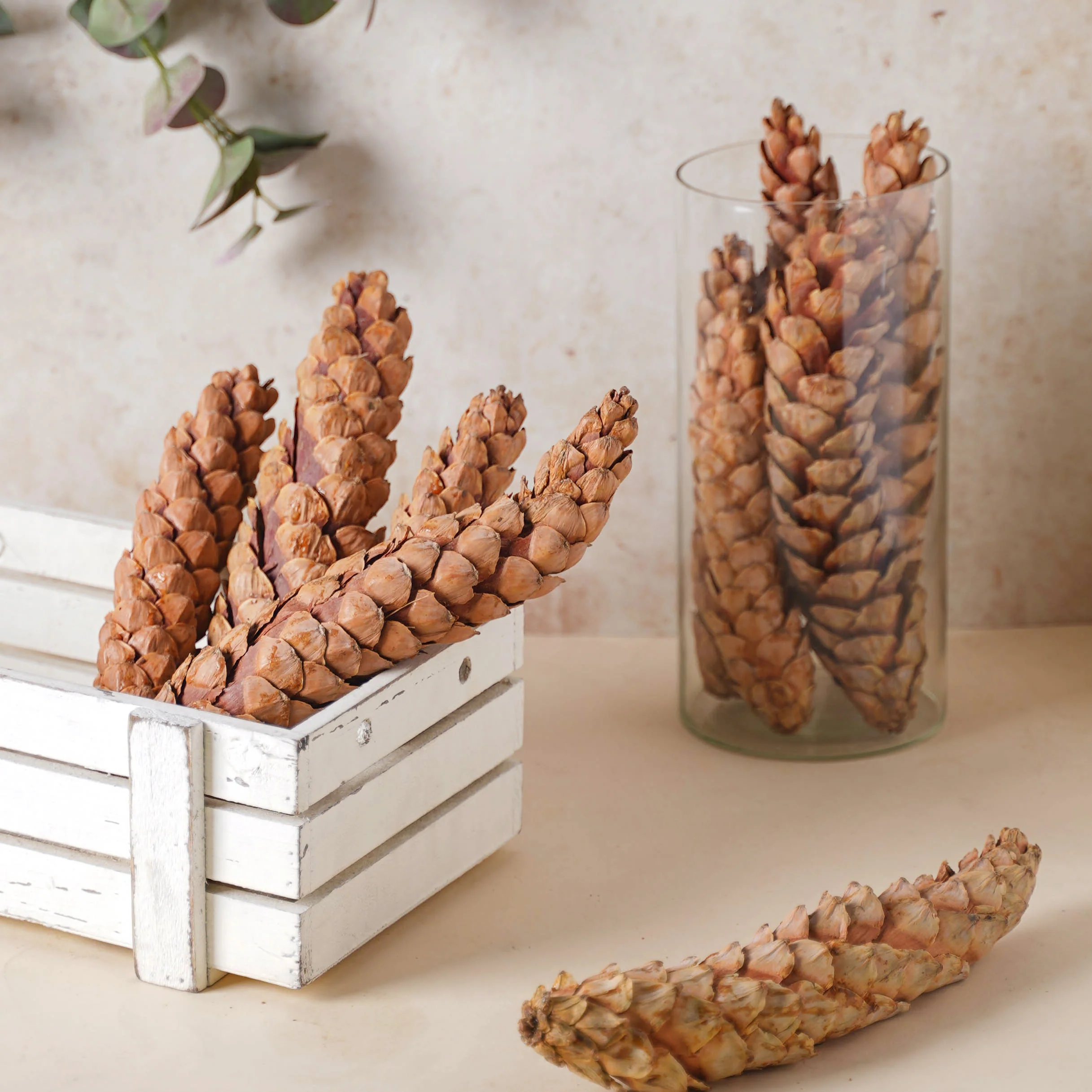 Pine Filler - Image 4