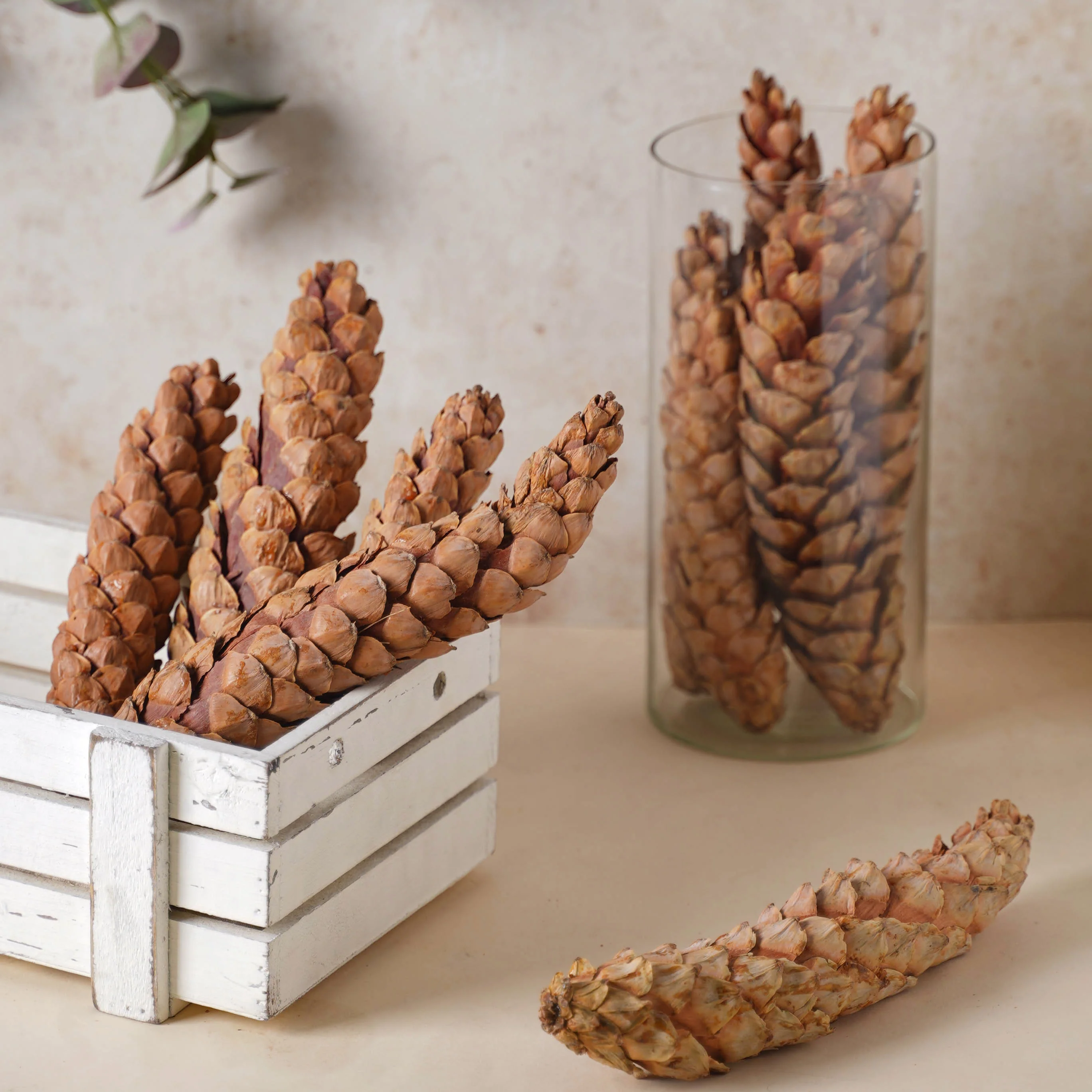Pine Filler - Image 7